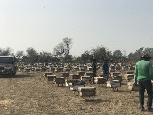 Bee Farm Honey