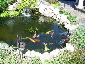 Fish Pond with Waterfall