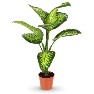 Diffunvasia Plant