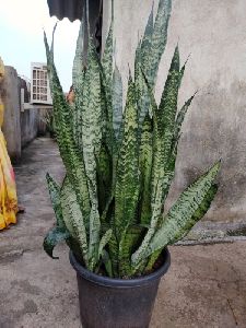Green Snake Plant