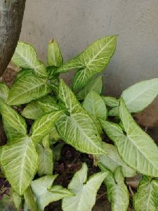 Syngonium Garden Plant