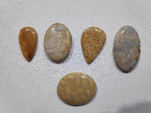 Fossil Coral Stone Gemstone