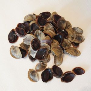 Operculum Shells / Gastropods