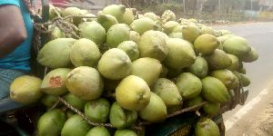 Green Coconut FRESH