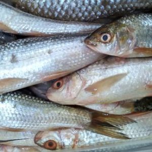 Fresh Aar Fish