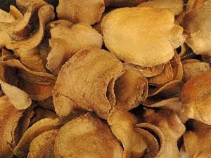 Oyster powder mushroom
