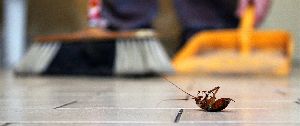 cockroaches pest control services