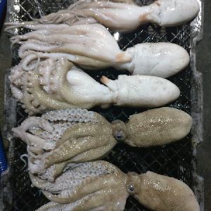 Frozen Octopus Whole Round/Whole cleaned