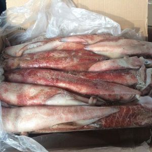 High Quality Frozen Red Squid Loligo