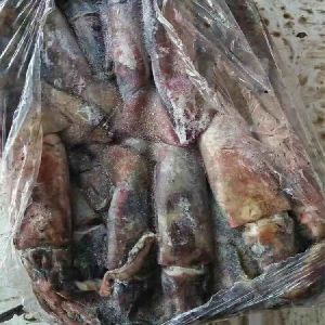 Whole Round BQF Frozen Black Squid For Sale