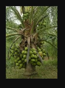 Dwarf Coconut Plants