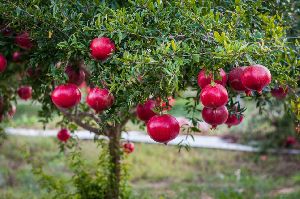Pomegranate Plants