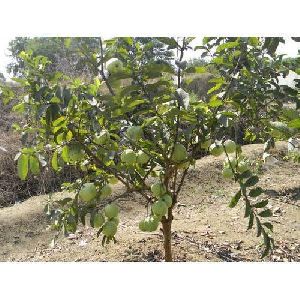 VNR Guava Plants