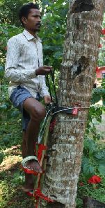 Coconut Tree Climber SS