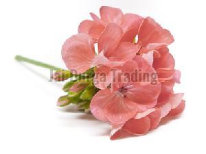 Liquid Flowers Geranium Oil, For Diffusion, Massage., Purity : 100 %