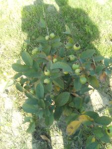 taiwan guava plant