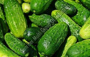 fresh cucumber