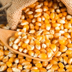 Maize in Odisha - Manufacturers and Suppliers India