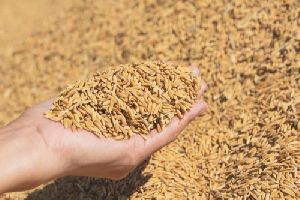 Short Grain Paddy Rice