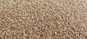 BOLD QUINOA SEED