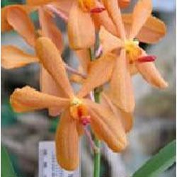 Mokara Orchids