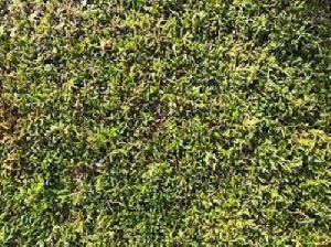 Moss Grass