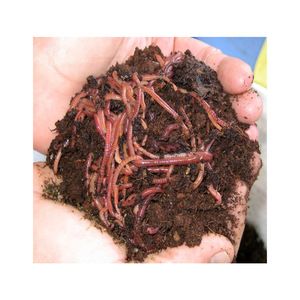 Earthworm red wiggler