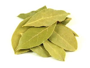 bay leaf