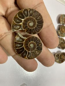 Ammonite Fossil Stone