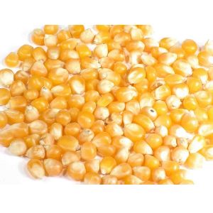 Top Quality Non GMO Yellow &amp;amp; White Maize for Animal Feed or Human consumption