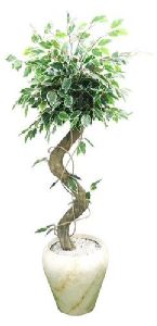 Arificial Varigated Ficus