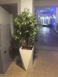 Artificial Ficus Tree 5.5 feet