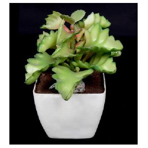 Bryophyllum Bonsai(AP-20)