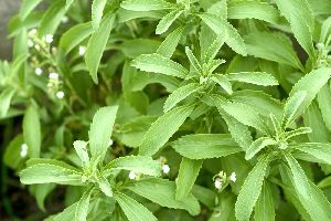 Organic Stevia Plant, For Plantation, Farming, Packaging Type : PP Grow Bag