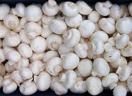 Dried / Fresh White Button Mushroom