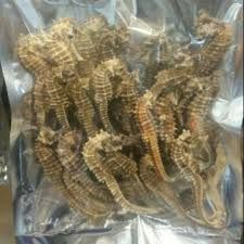 HIGH QUALITY DRIED SEAHORSE