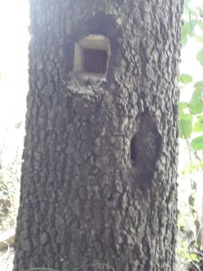 Red Sandal Wood Trees