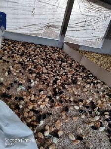 500 Giriraja Chicks (1-Month)