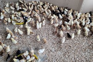 Aseel Cross/Giriraja(1 month chicks)