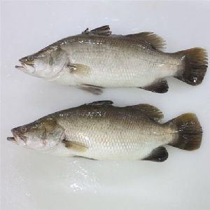 Asian Sea Bass Fish Seeds