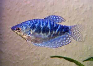 Blue Gowrami Fish Seeds