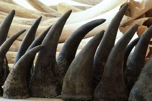 Black Rhino horns