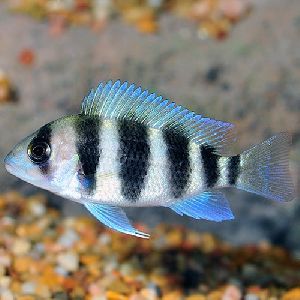 Frontosa Cichlid Fish
