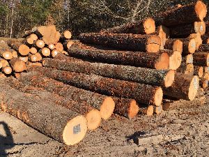 Ash Wood Logs