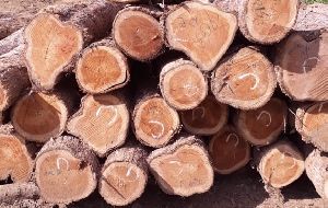 Cherry Wood Logs