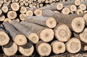 Poplar Wood Logs