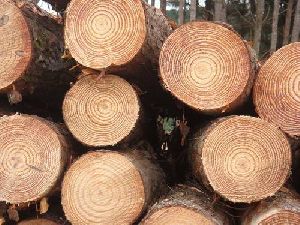 Sagwan Wood Logs