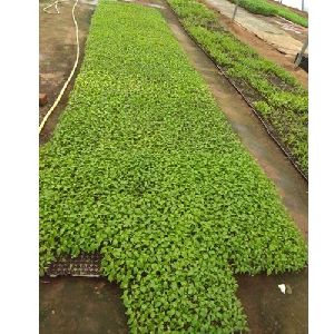 Green Chili Seedling, Length : 3-3.5 Inch