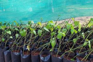 Pepper Seedlings