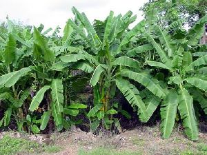 Amrit Sagar Banana Plant